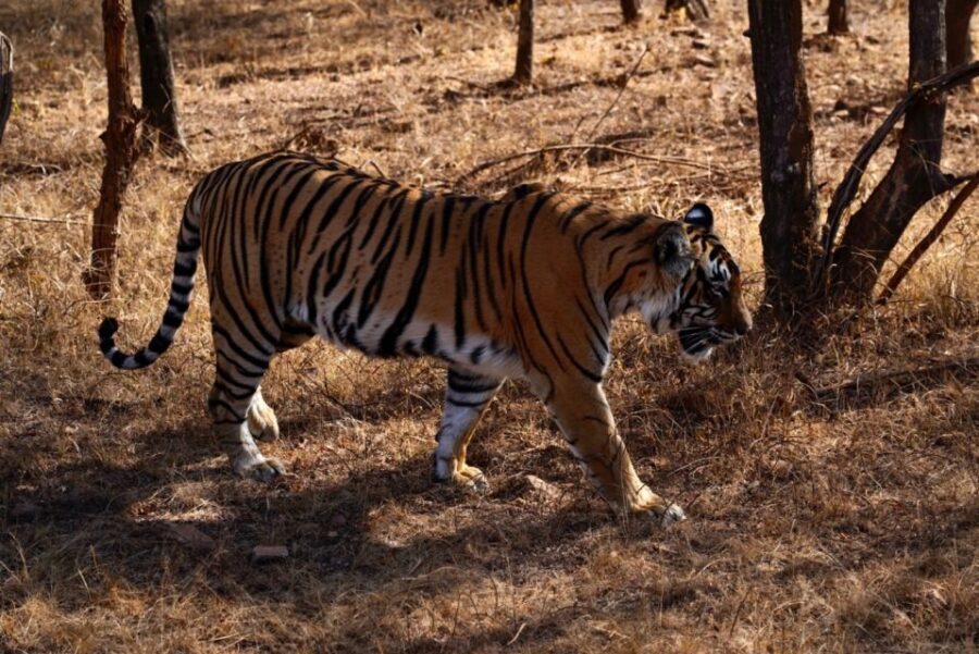 From Jaipur: Ranthambore Private Day Trip with Tiger Safari - What the Safari Looks and Feels Like