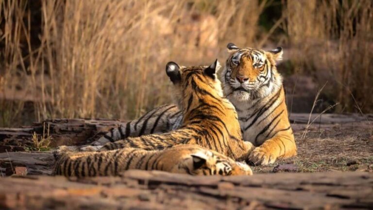 From Jaipur: Ranthambore Tiger National Park Tour (02 Days) - The Itinerary in Detail: What to Expect