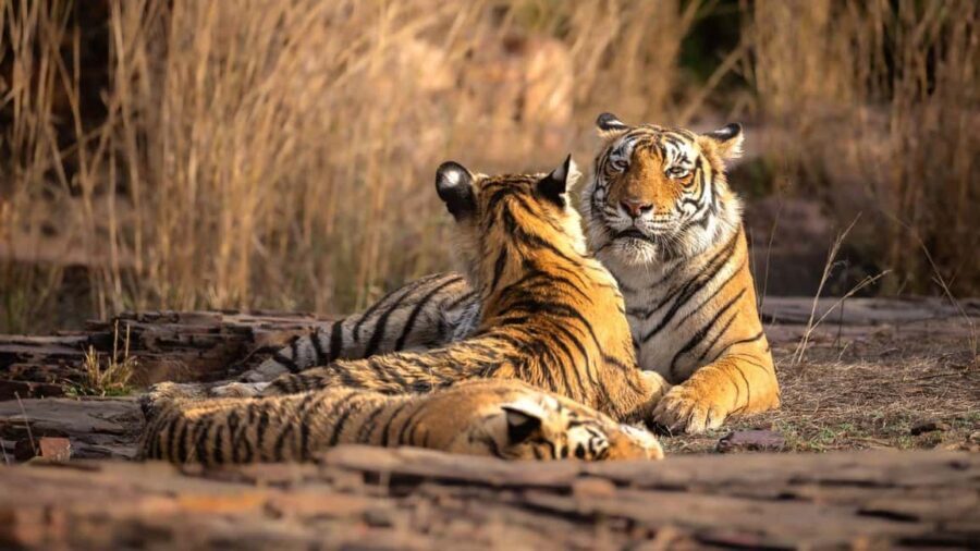 From Jaipur: Ranthambore Tiger National Park Tour (02 Days) - The Itinerary in Detail: What to Expect