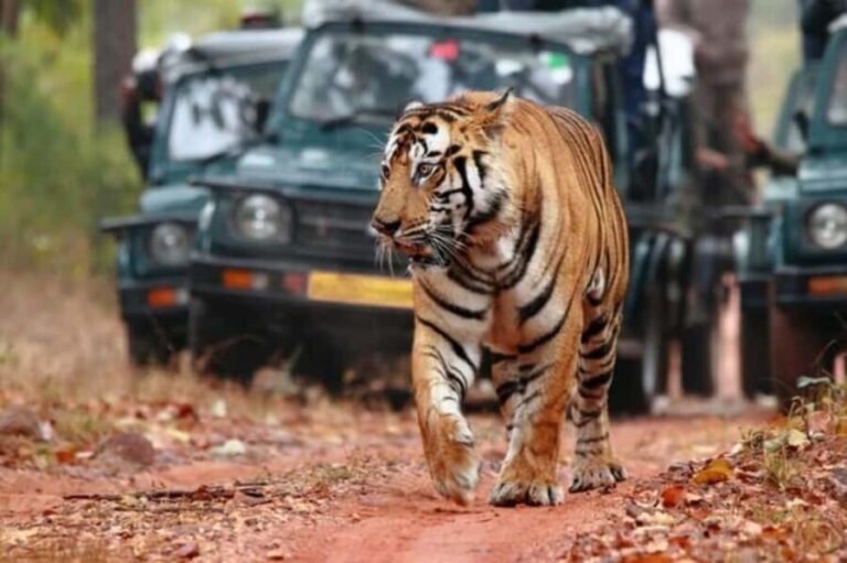 From Jaipur: Ranthambore Tiger Safari Day Trip with Transfer - Practical Details and Considerations