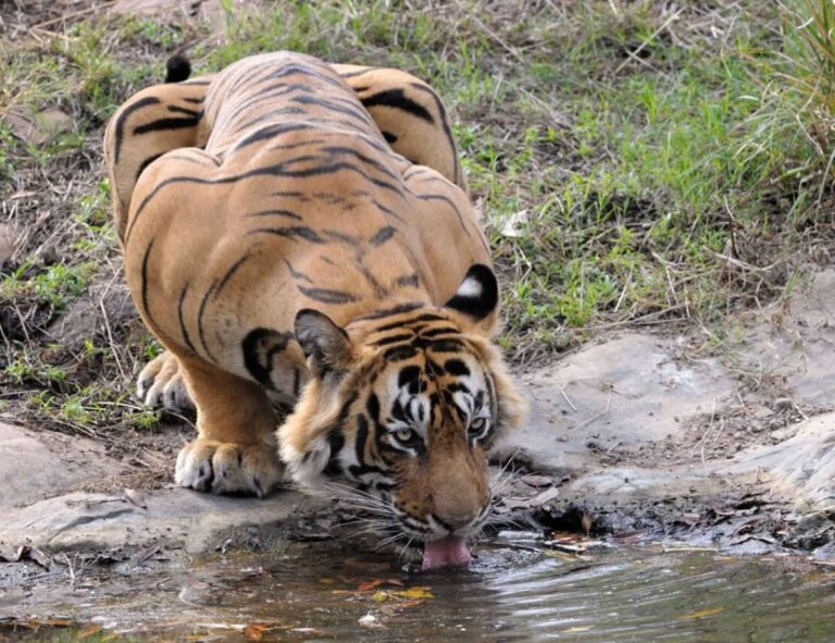 From Jaipur: Ranthambore Tour with Cab - What’s On Offer for the Price?