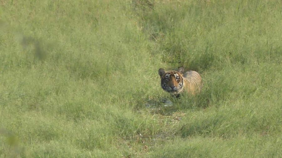 From Jaipur: Sariska National Park Day trip with Safari - What to Expect on Your Sariska Safari