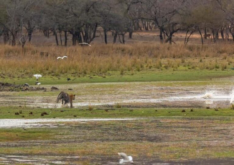 From Jaipur to Ranthambore : 1 Day Trip - Detailed Itinerary & What to Expect