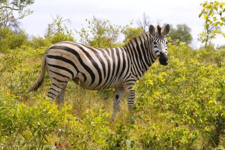 From Johannesburg: 2-Day Safari into Kruger National Park - A Close-Up Look at the 2-Day Kruger Safari Experience