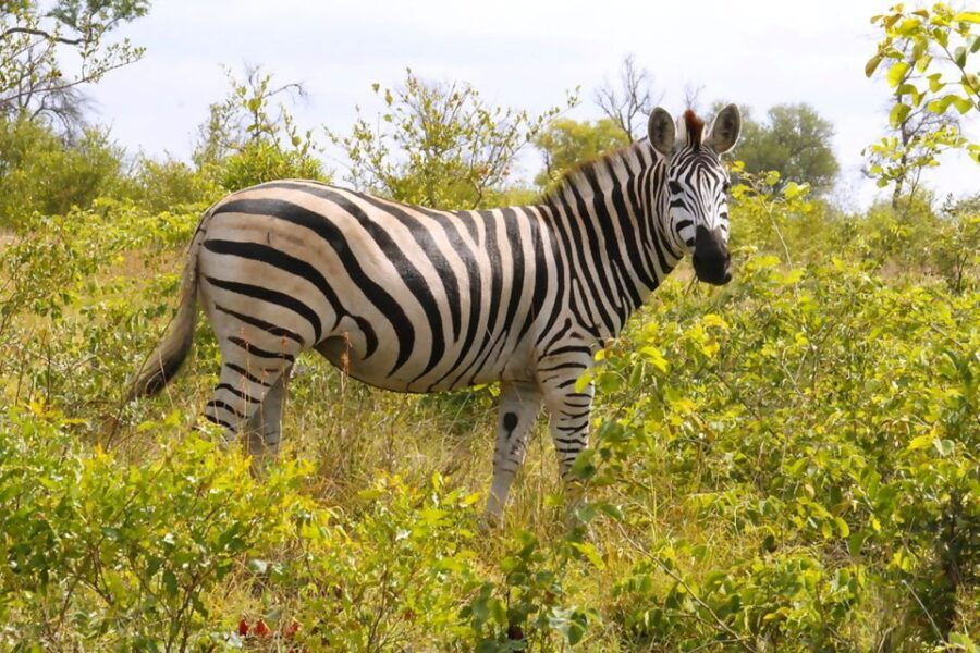 From Johannesburg: 2-Day Safari into Kruger National Park - A Close-Up Look at the 2-Day Kruger Safari Experience