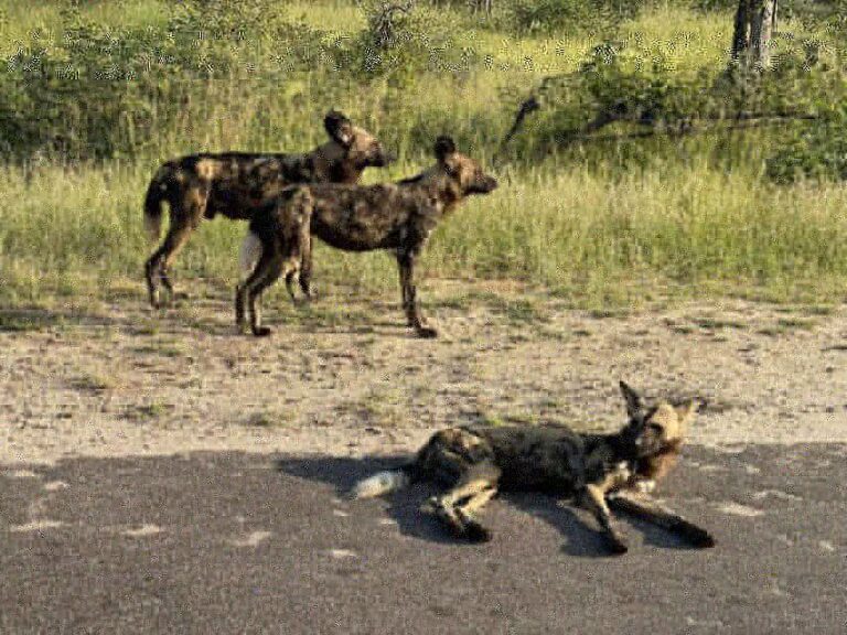 From Johannesburg : 3 Day Kruger National Park BIG 5 Safari - What to Expect: The Practicalities