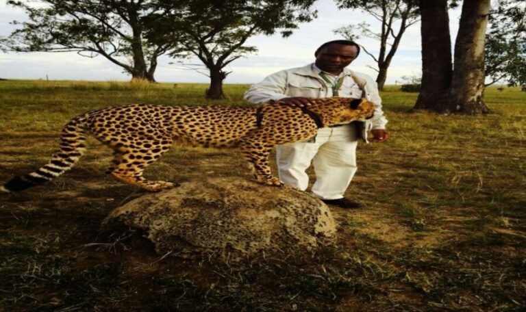 From Johannesburg: A.V.D Cheetah Centre Half Day Tour - An Honest Look at the Experience