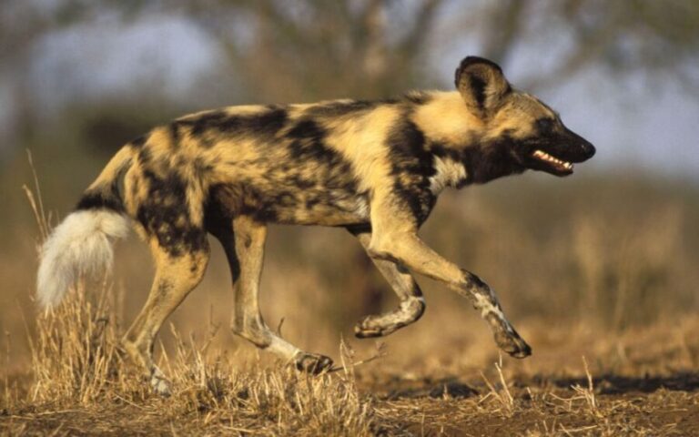 From Johannesburg: Cheetah Tour - The Sum Up: Who Is This Tour Best For?