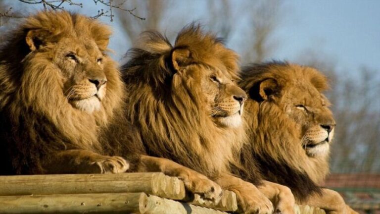From Johannesburg: Lion & Safari Park Half-Day Tour - Key Points