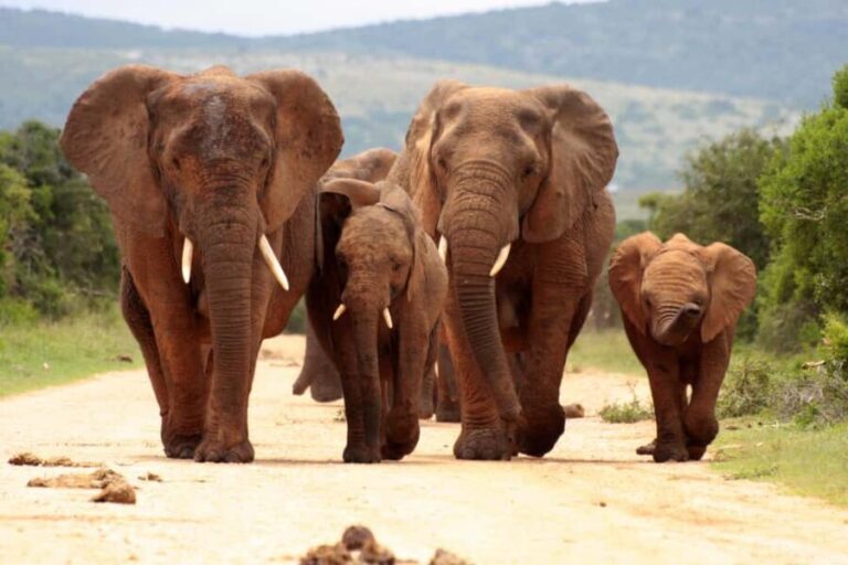 From Johannesburg: Pilanesberg Wildlife Safari - The Rounded Experience: Itinerary and Highlights