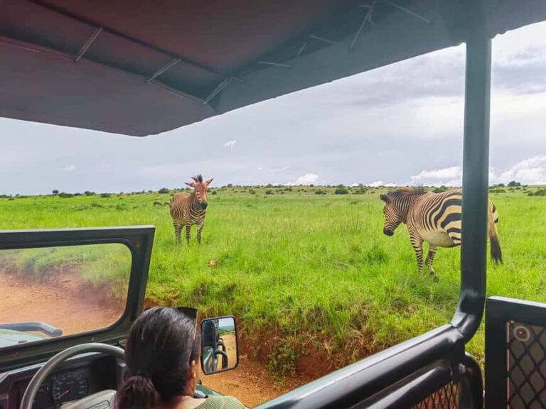 From Johannesburg: Rhino & Lion Safari and Wonder Cave Tour - Deep Dive: Is This Tour Worth It?