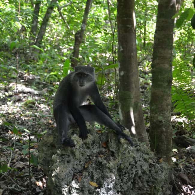From Jungle to Stone Town: Zanzibar Nature & Heritage escape - Practical Details and Tips