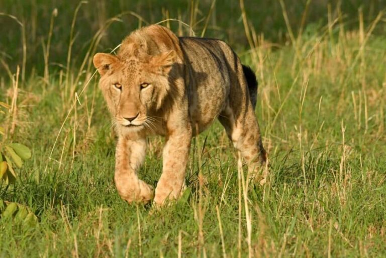 From Kampala: 2-Day Murchison Falls National Park Safari - The Nile Cruise: A Closer Look at Wildlife and the Falls