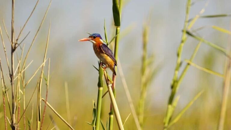 From Kampala: 3-Day Murchison Falls Luxury Wildlife Safari - Day Two: The Heart of the Wildlife Experience