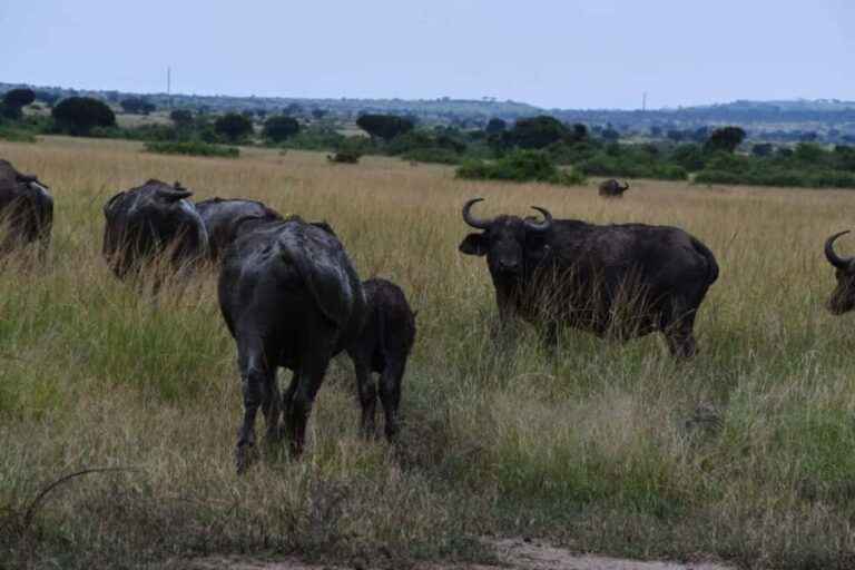 From Kampala: 3-Day Queen Elizabeth National Park Safari - Who This Tour Is Perfect For