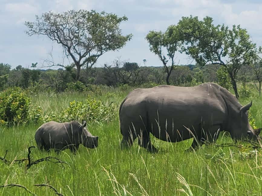 From Kampala: Ziwa Rhino Sanctuary Day Tour with Lunch - What’s Included and What’s Not
