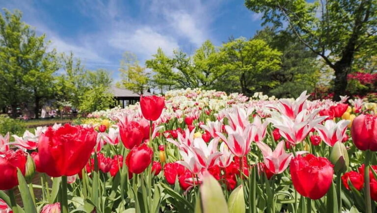 From Kanazawa: Tonami Tulip Festival and UNESCO Gokayama - The Tonami Tulip Festival