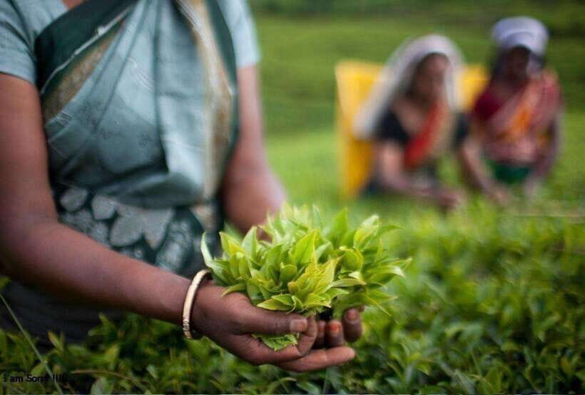 From Kandy: All Inclusive Kandy, Pinnawala & Tea Plantation - Practical Details and Tips