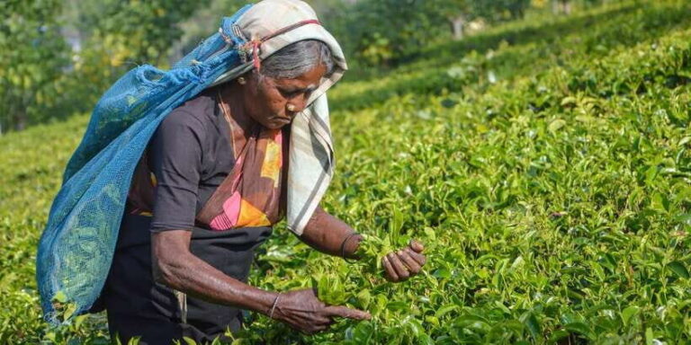 From Kandy: Nuwara Eliya by Train - What Makes This Tour Stand Out?