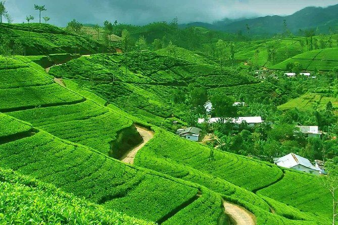 From kandy: Nuwara Eliya Private Day tour with Ambuluwawa Tower - Practical Aspects and Logistics