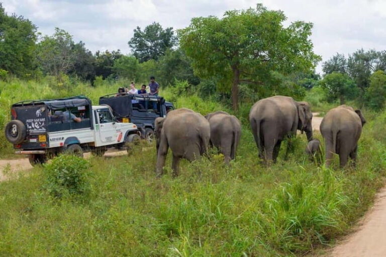 From Kandy: Sigiriya & Dambulla Day Tour with Safari - What to Bring