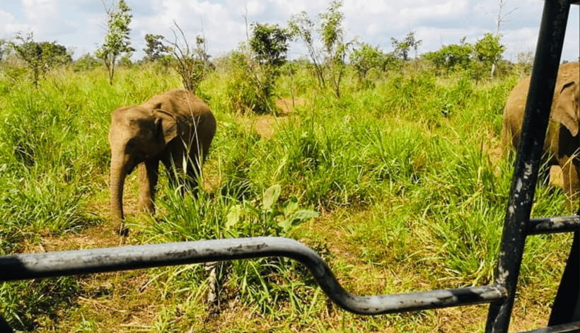 From Kandy: Sigiriya Rock Fortress and Wildlife Safari - Wildlife Safari at Hurulu Eco National Reserve