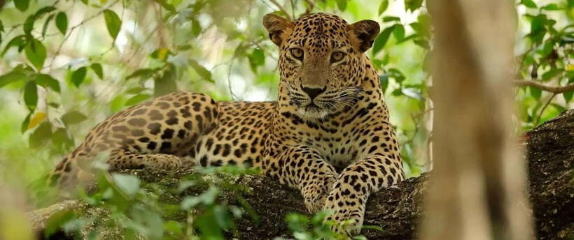 From Kandy: Wilpattu National Park Safari with Hotel Pickup - Practical Details and Considerations