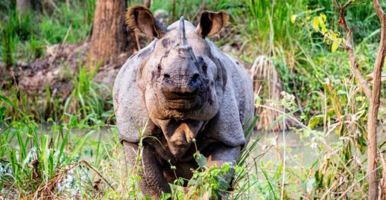From Kathmandu: 3-Day Chitwan National Park & Elephants Tour - Exploring the Itinerary in Detail
