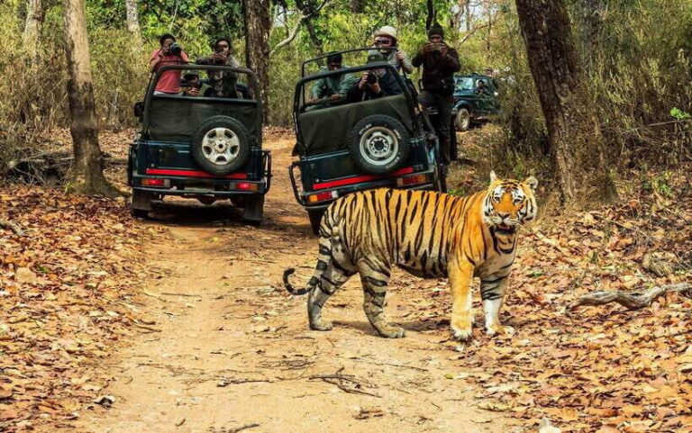 From Kathmandu/Pokhara: 2, 3, or 4-Day Chitwan Jungle Safari - Getting to Know the Chitwan Jungle Safari