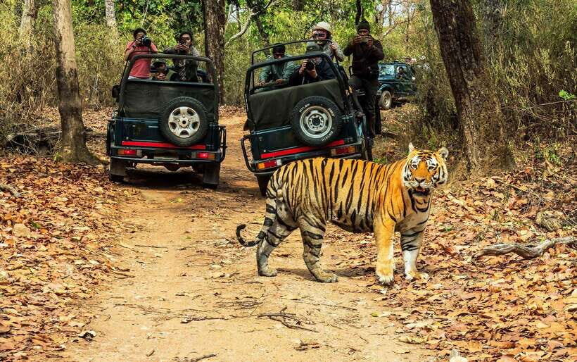 From Kathmandu/Pokhara: 2, 3, or 4-Day Chitwan Jungle Safari - Getting to Know the Chitwan Jungle Safari