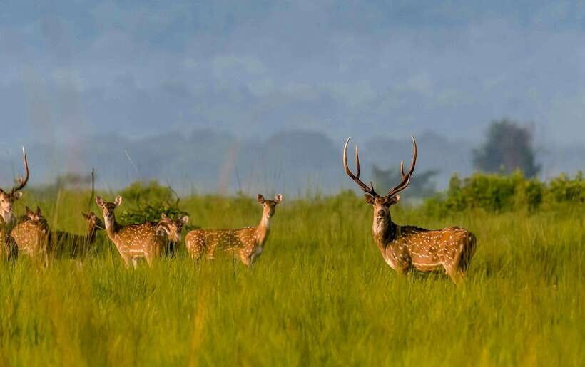 From Kathmandu/Pokhara: 3-Day Chitwan National Park Tour - Authenticity and Traveler Feedback