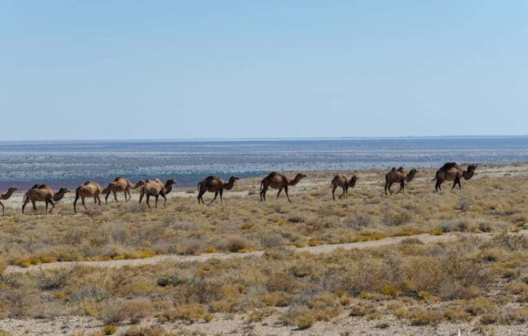 From Khiva To Aral Sea 2-Days One Night In Yurt Stay - Transportation and Logistics
