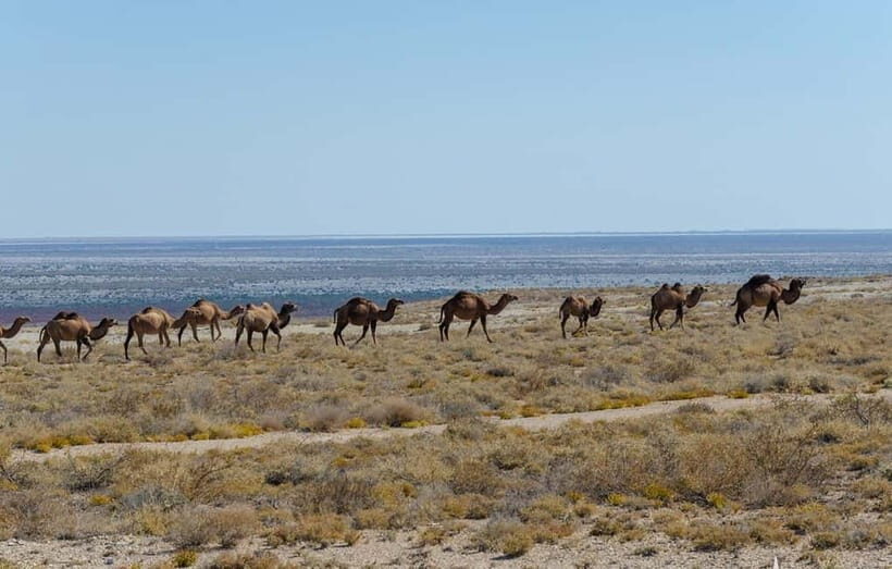 From Khiva To Aral Sea 2-Days One Night In Yurt Stay - Transportation and Logistics