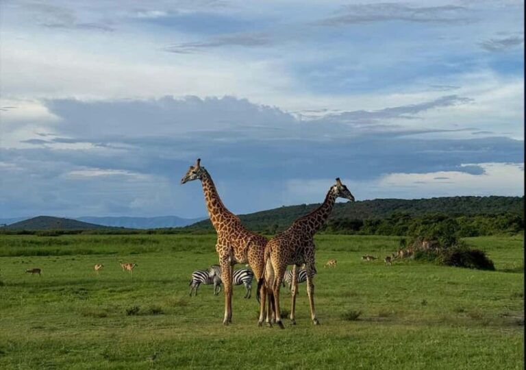 From Kigali: 1 Day All inclusive Akagera Safari - Why This Tour Provides Good Value