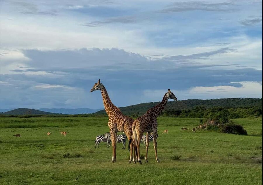 From Kigali: 1 Day All inclusive Akagera Safari - Why This Tour Provides Good Value