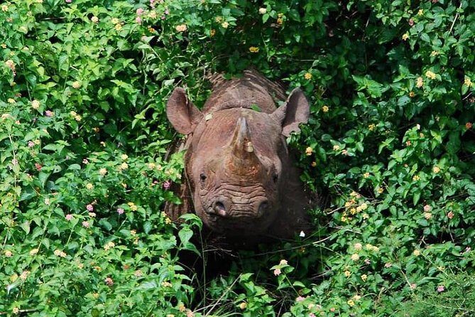 From Kigali: 12 Hour Custom Day trip for game Drive in Akagera NP - Authentic Reviews and Real Experiences