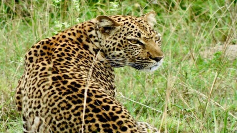 From Kigali: 2-Day Akagera National Park Safari with Boat - Authentic Experiences Reported by Travelers