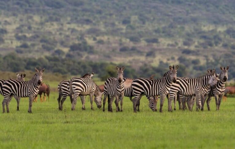 From Kigali: 2-Day Akagera National Park Safari with Boat - Is the Price Justified?