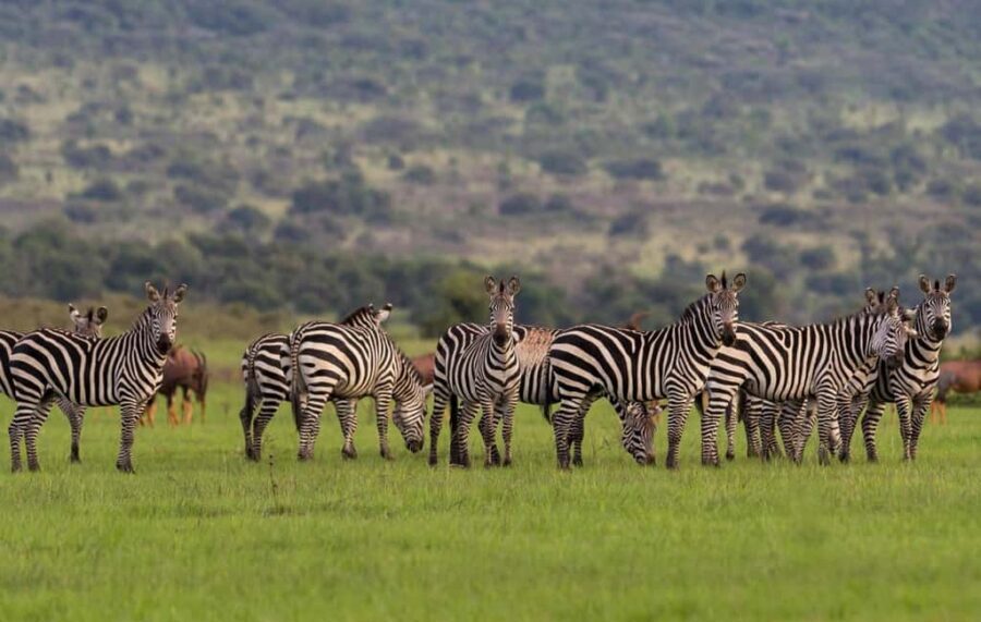 From Kigali: 2-Day Akagera National Park Safari with Boat - Is the Price Justified?