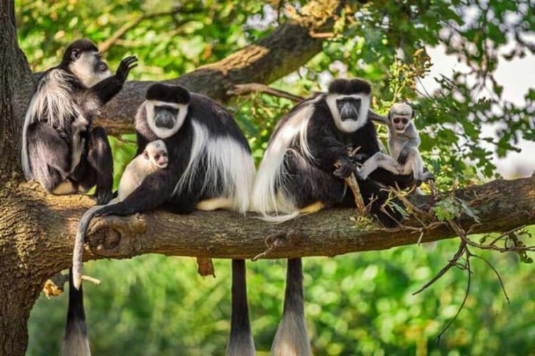 From Kigali: 2-Day Nyungwe National Park with Chimps Tour - Exploring Rwanda’s Natural Beauty in Just Two Days