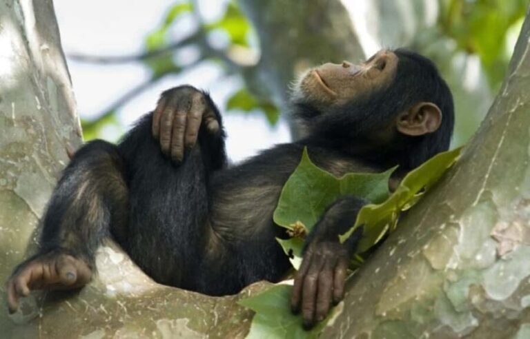 From Kigali: 4-Day Akagera Safari and Chimpanzee Trekking - What Makes This Tour Stand Out?