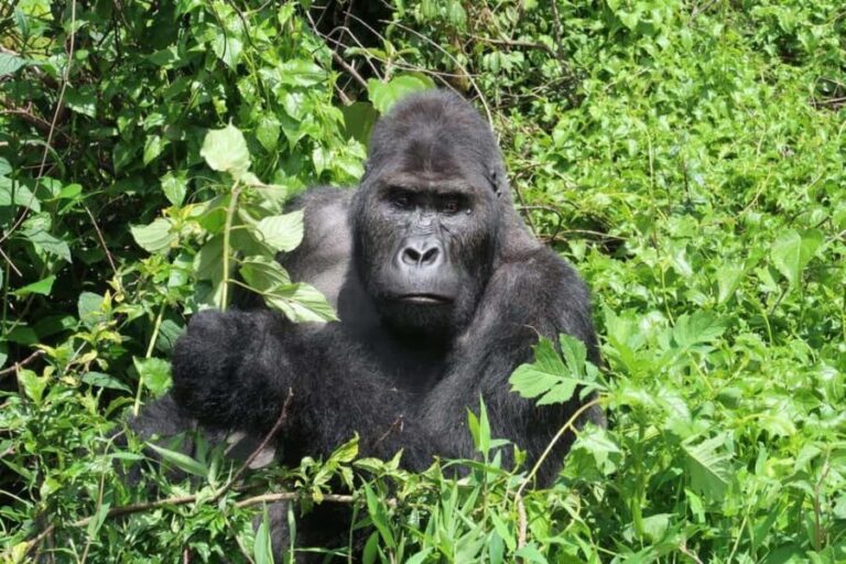 From Kigali: 4-Day Gorilla and Chimps Trekking Safari - What’s Included & Why It Matters