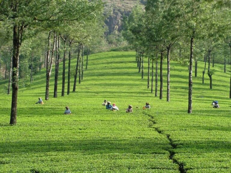 From Kochi:- 02 Days, Munnar Nature Beauty Hill Station Tour - What Travelers Say