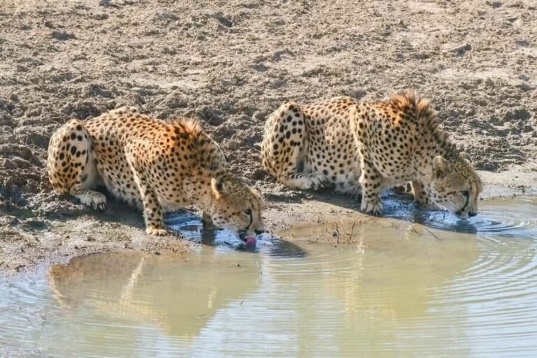 From Kruger Mpumalanga Airport: Kruger Park 3-Days Safari - A Closer Look at the Itinerary: What to Expect