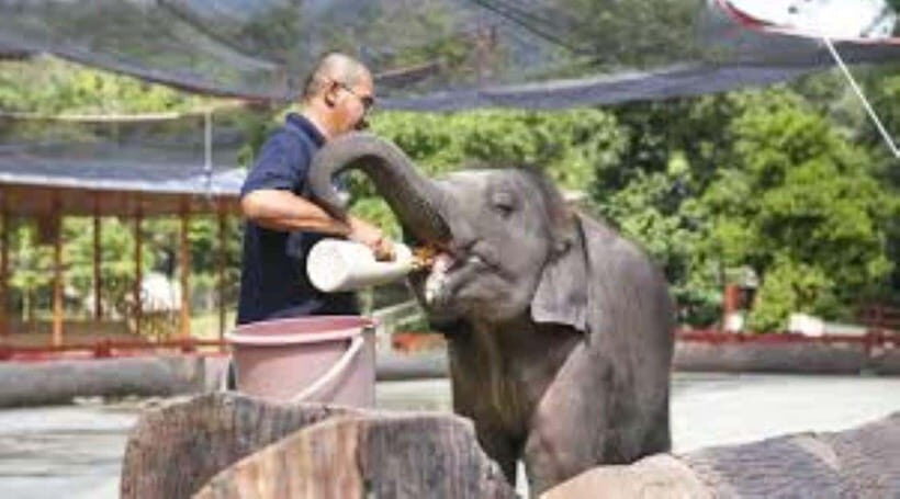 From Kuala Lumpur: Elephant Sanctuary Guided Tour - What Makes This Tour Stand Out