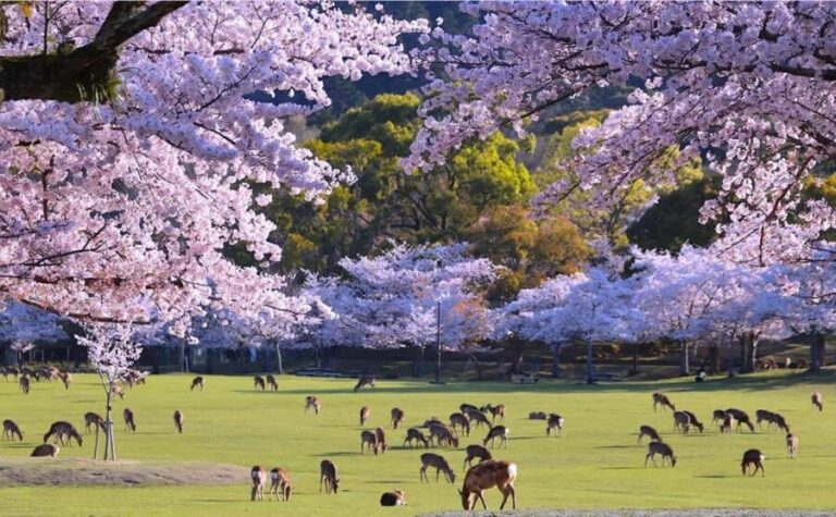 From Kyoto or Osaka: Kyoto Highlights & Nara Park Day Trip - In-Depth Breakdown of the Tour