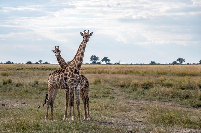 From Livingstone, Victoria Falls or Kasane - Chobe Day Tour - The Value of the Tour