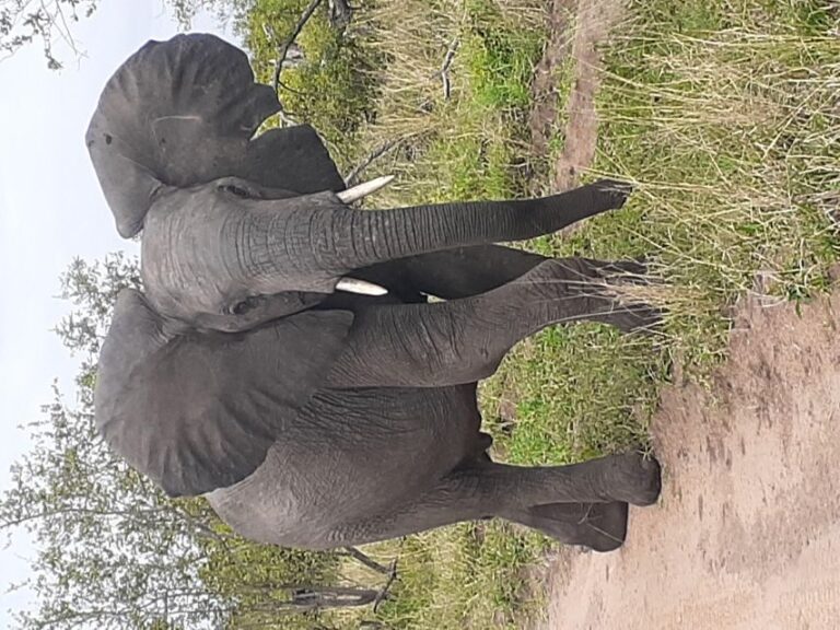 From Malelane: Kruger National Park Full-Day Safari - The Itinerary in Detail