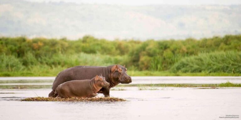 From Marloth Park: Sunset River Cruise Safari - Wildlife Encounters: What You Might See
