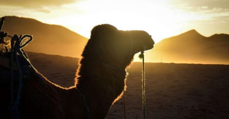 From Marrakech: 2-Day Desert Excursion - The Practical Side: What’s Included and What’s Not